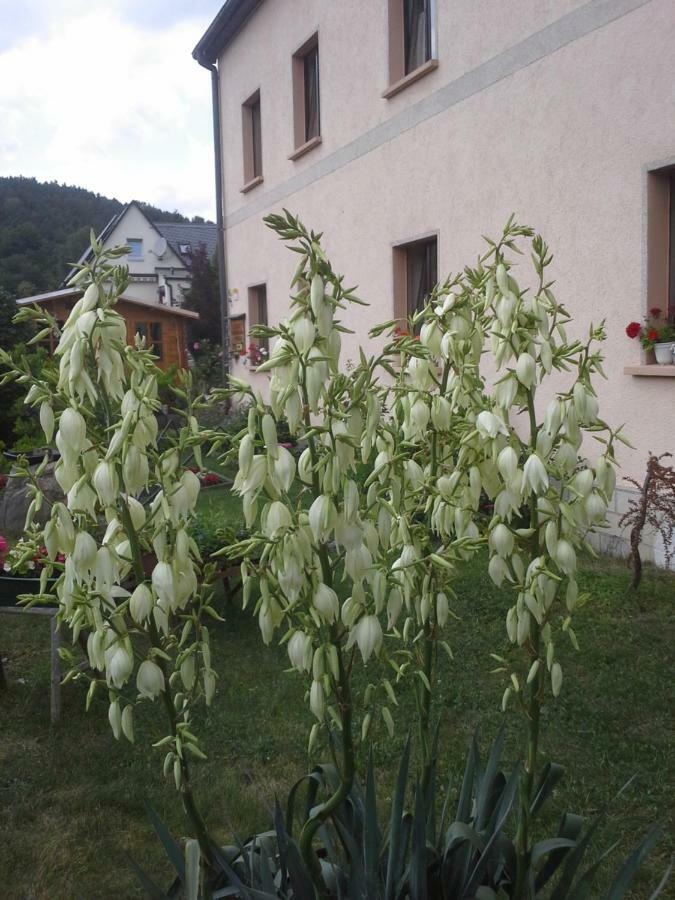 Ferienwohnung Buechsenhof Prossen Bagian luar foto
